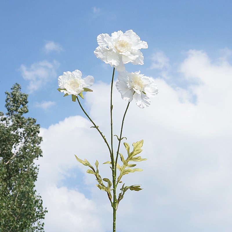 White 010