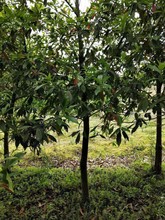 柴源農林苗木基地 山杜英 帶綠品種 江西杜英5公分—10cm