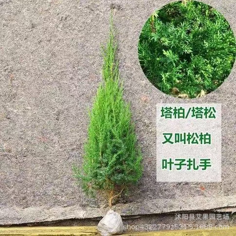批发工程美化环境塔柏树苗侧柏 刺柏绿化柏树苗 松柏 蜀桧 龙柏