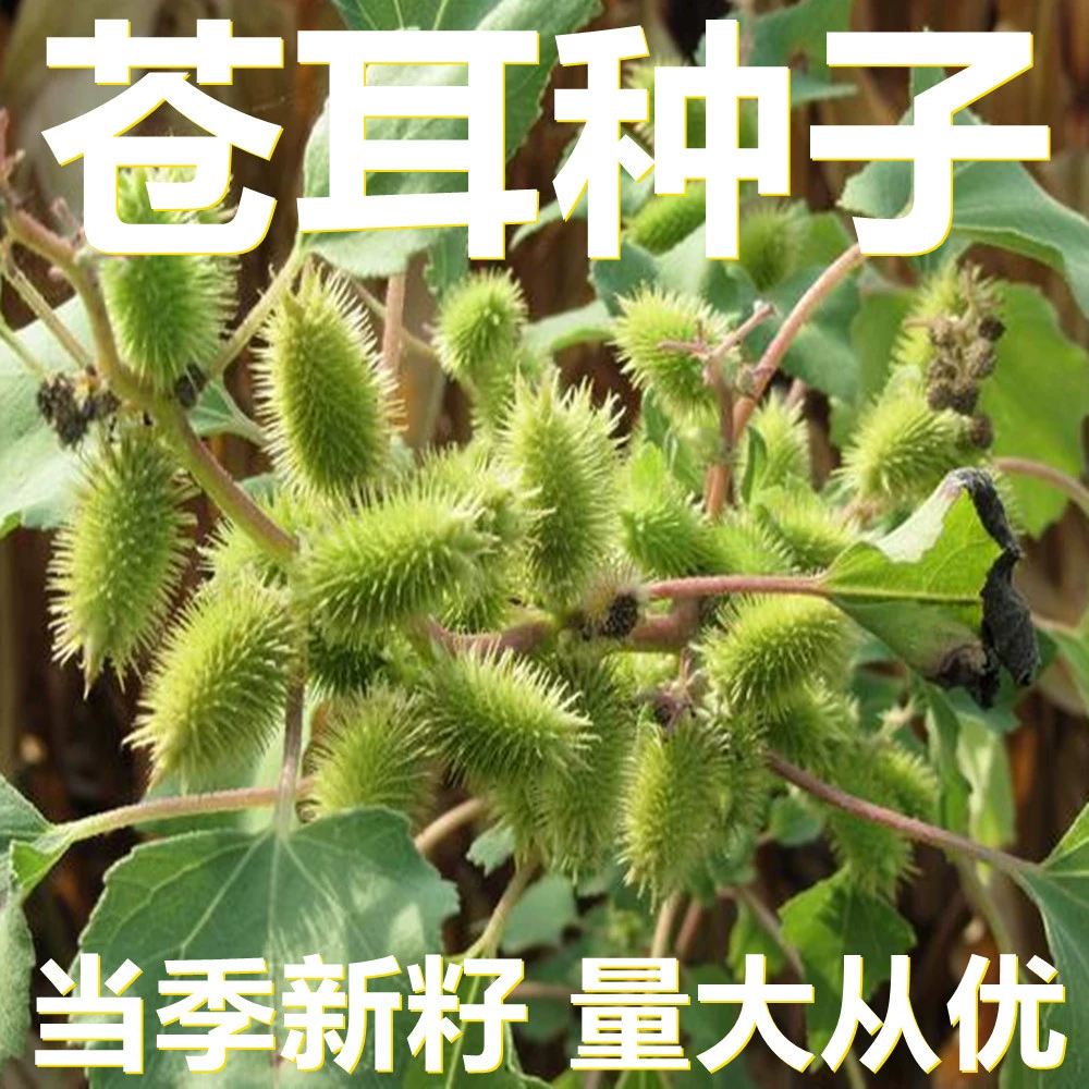 Семена Xanthium 250-500г фасованные оптом, прямые поставки с места происхождения, сезонные новые семена, семена садовых растений