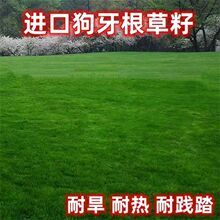 公司批发包衣狗牙根草籽种子铁线草籽巴根草种 护坡草籽山坡种植