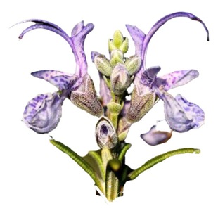 Sample demett biological rhythm organic verbenone rosemary pure Dew Corsican imported raw materials