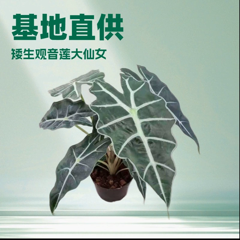 Базовые поставки 110 # Оптовая продажа: Большие растения в горшках — лотосы, маски Гуаньинь, африканские растения, зеленые растения для офиса.