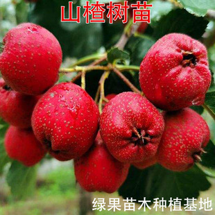 ɽ高���޽��� ��������Ѽt�����ɽ��� ��Ʒ�N�Sɽ高������