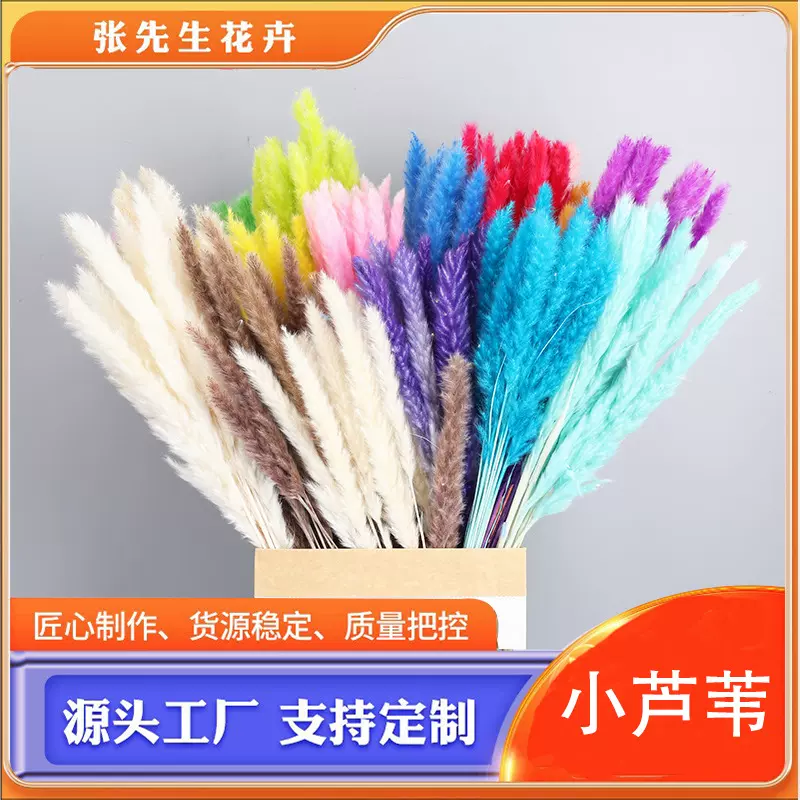 多种颜色潘帕斯小芦苇干花小潘帕斯草永生花亚马逊跨境花束批发