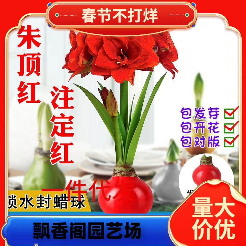 Дропшиппинг восковых шариков с амариллисом, восковая печать с семенами амариллиса, парафиновые шарики с амариллисом, новогоднее цветочное украшение