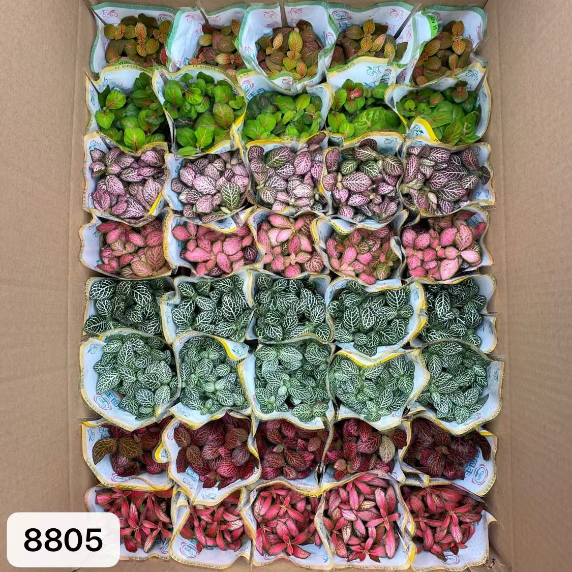 8805  大箱網紋草混裝54盆