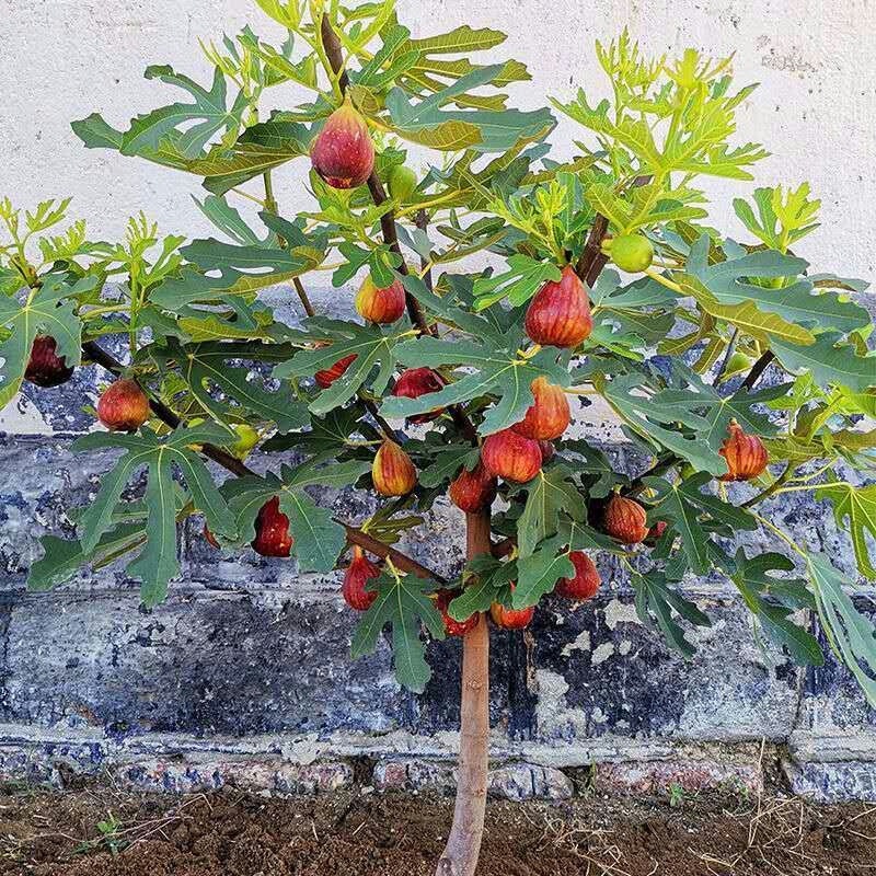 Fig Tree Fruit Seedlings Boji Red Four-Season New Variety Fruit Seedlings Fig Seedlings Potted Plants Bear Fruit in the Same Year