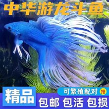 无纹蓝斗鱼活鱼免打氧淡水鱼苗观赏鱼耐活好养懒人中国斗鱼冷水鱼