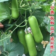 ���S��ӹϷN�����l ����L�ϷN���ѹϷN�� �����߲˷N��