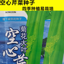 空心菊花黄空心芹种子籽高产小香芹黄心芹菜农田庭院蔬菜种子大全