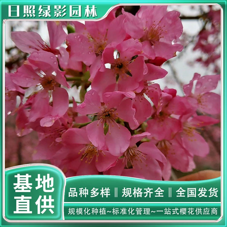 Летающие холодные саженцы саженцев вишни база посадка, где есть 2 см летающие холодные Саженцы вишни какая цена