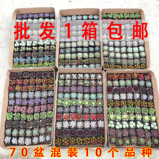 q fleshy plants mixed whole box wholesale color LCL with basin delivery stall DIY fleshy flowers hand gifts