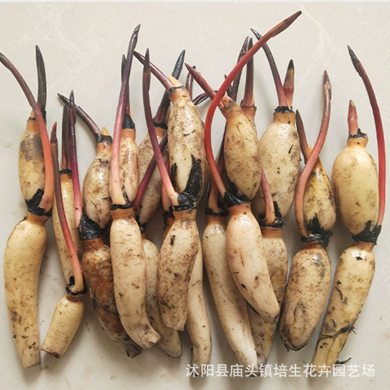 Four Seasons пруд большой вид лотоса