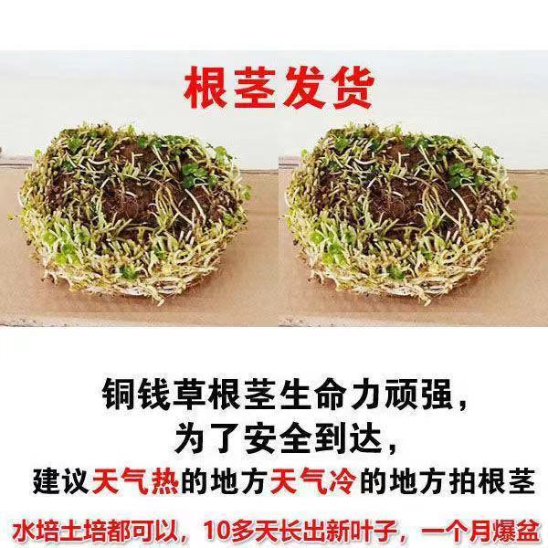 토구리동화풀뿌리줄기 2부 + 입상비료