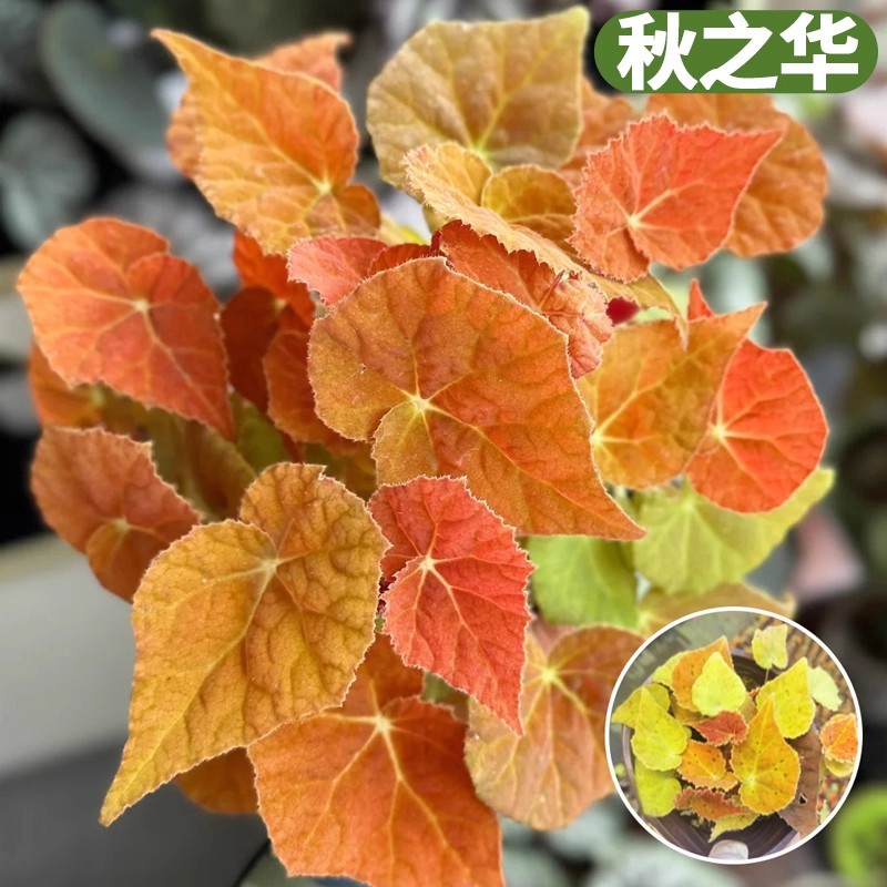 Autumn flower autumn begonia