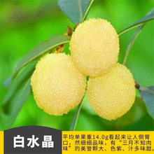 ��÷����ח�÷ˮ����÷�����Ե��Թ�����ľ����Y���ϱ����Nֲ