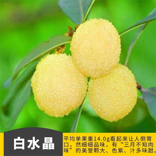 ��÷����ח�÷ˮ����÷�����Ե��Թ�����ľ����Y���ϱ����Nֲ