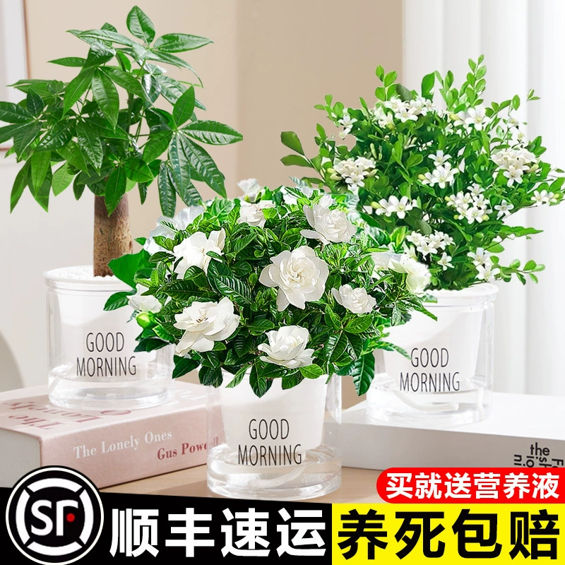 Богатое дерево зеленый укроп комнатные горшечные цветы зеленые посадки офисные гидропонные небольшие растения хорошо питают мясо и поглощают формальдегид