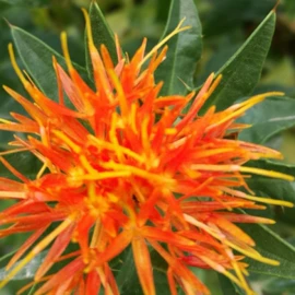 种子;其他园林植物;灌木