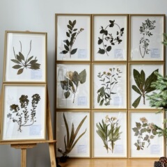 玄硕中药材原生植物标本中药装饰画框挂画纯植物教学学校生物课素