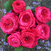 �p�˰����¼�����󻨼tɫ���ӻ����L����ͥԺ�̨õ�廨�ܾGֲ��