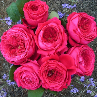 Double Ballet Rose Seedlings Large Red Flower Long Blooming Period Light Fragrance Garden Balcony Rose Flower Green Plant