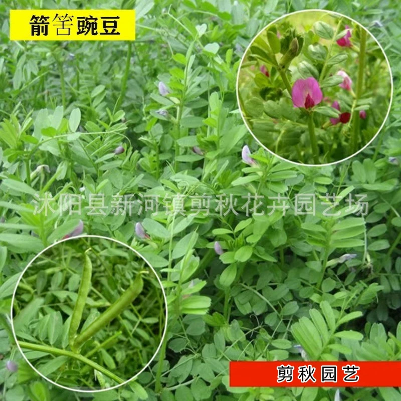 Семена Вичии Фруктовое дерево Зеленый навоз Нектар Завод Маленький Вичия Высоким содержанием белка Трава Удаление фруктовых деревьев Семена травы