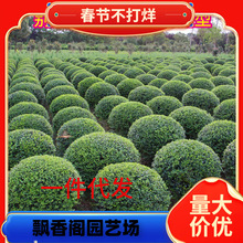 小叶女贞树苗球形造型树别墅庭院绿篱绿化工程苗四季常青冬青盆景