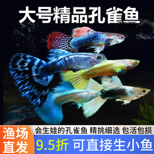 ��ȸ�~�Ꭷ���N�^�p�~С�͵�ˮ��ˮ���B�ͻƷ̥���PβС�~