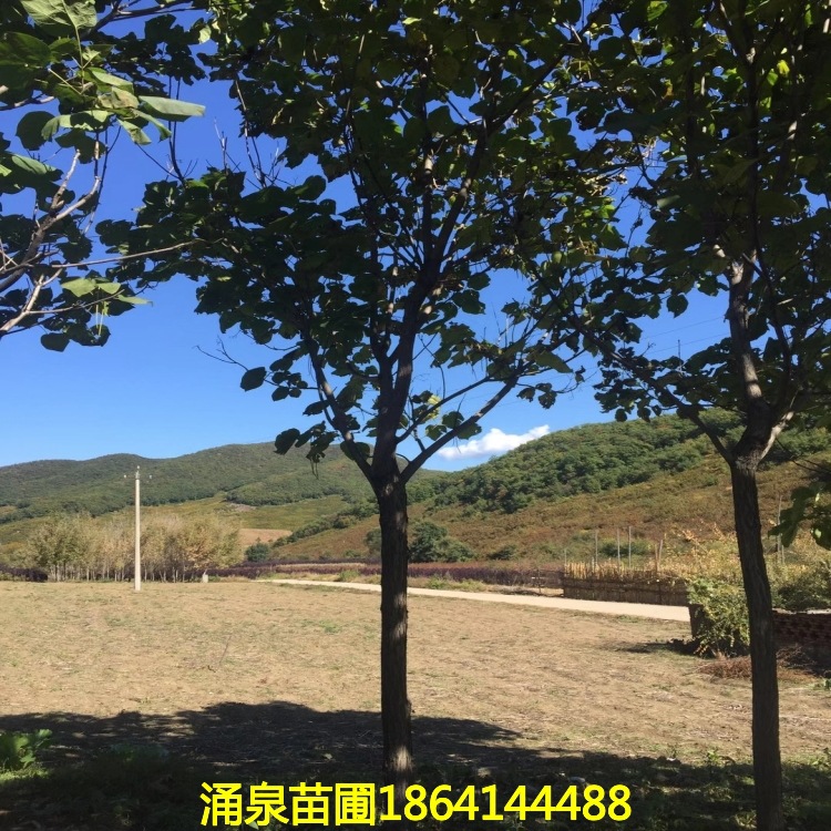 苗圃庭院乡村绿化主营梧桐树梓树梧桐小树梧桐树2-15公分行道树