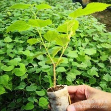 基地直销 构树 构树苗 野葡萄 量大优惠