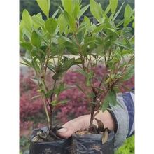 新款毛鹃紫鹃春鹃庭院绿化苗木四季常青耐寒花苗夏鹃毛鹃西洋杜鹃