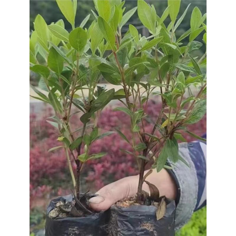 新款毛鹃紫鹃春鹃庭院绿化苗木四季常青耐寒花苗夏鹃毛鹃西洋杜鹃