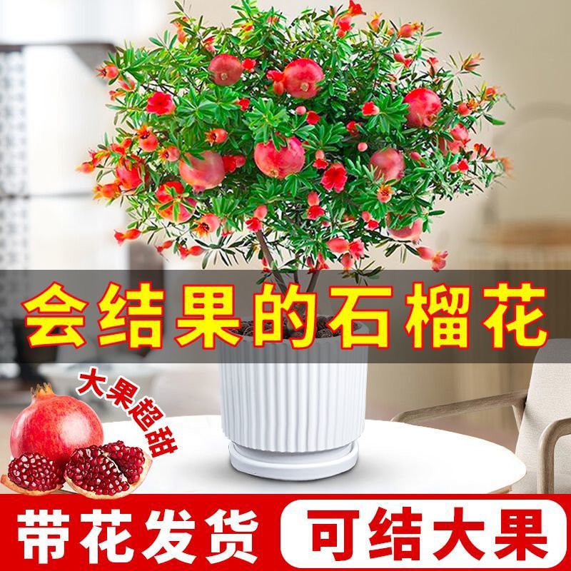 石榴花盆栽观赏果树苗室内盆景四季开花植物室外庭院阳台绿植好养