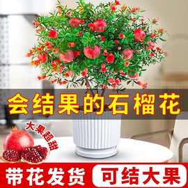 石榴花盆栽观赏果树苗室内盆景四季开花植物室外庭院阳台绿植好养
