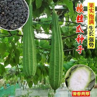 ������ǽz�ϷN�Ӱ���z�ϰ˽ǽz�ϏV�|�z�ϷN��Ƥ������߲˷N��