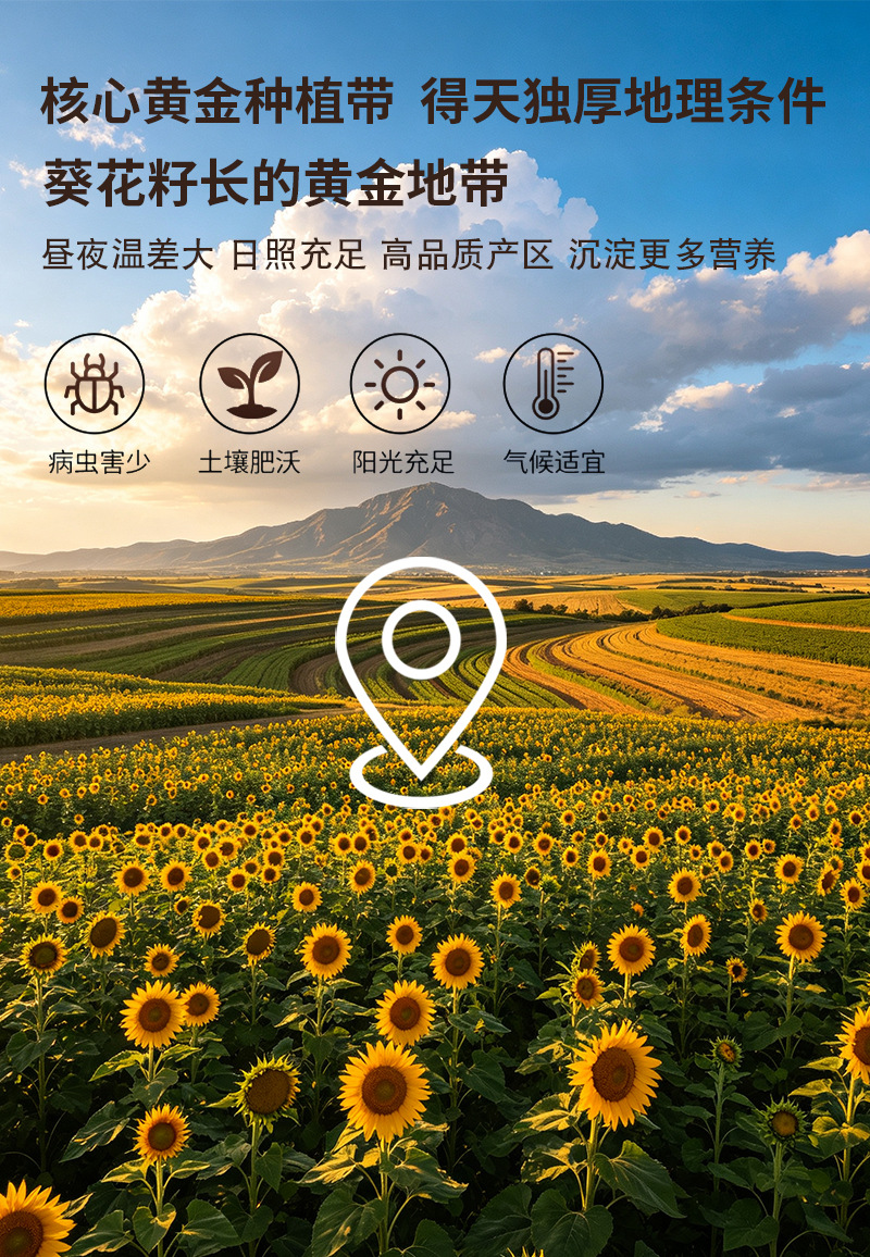Roasted Sunflower Seed Kernels Kui Hua Zi Ren Peeled Ready to Eat Bulk 25kg Commercial Baking Ingredient preparation
