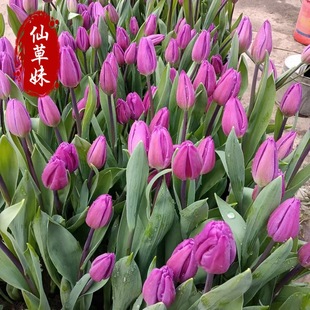 Tulip Seedlings, Tulip Flower Seedlings with Buds, Cold-Resistant Flower Potted Hydroponic Tulips, Balcony Garden Plants