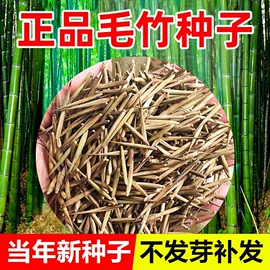 盆栽;种子;树苗