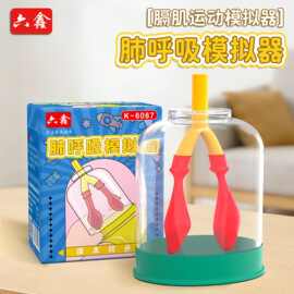 膈肌运动模型初中物理实验器材人体肺气体交换教具肺呼吸模拟器