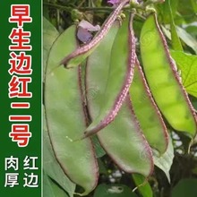 ⶹNӷN ߮aļ÷Ǽtü߲÷ݼܶ˶