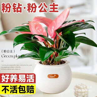 ��荷۹������G�q���~���ˮ��G�}ֲ���҃�����ȩ�·��Gֲ����