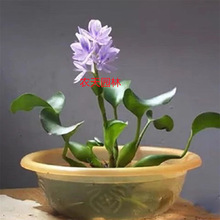 ˮ���Jˮܽ�ظ�Ƽˮ��һ�~ɏ˯ɏˮ��ֲ��ͥԺ�k��������ˮ�|�쾰