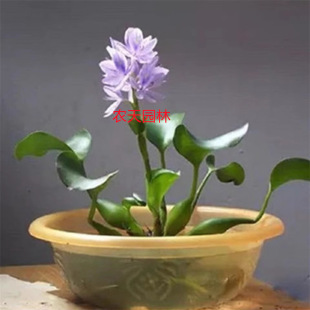 Water Hyacinth, Water Hibiscus, Duckweed, Water Grass, One-Leaf Lotus, Water Lily, Hydroponic Plants, Courtyard Desk, Water Quality Purification and Landscaping