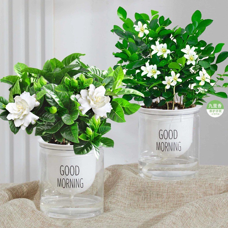 치자나무 + 구리향 [무료 투명 흡수성 대야] + 비료