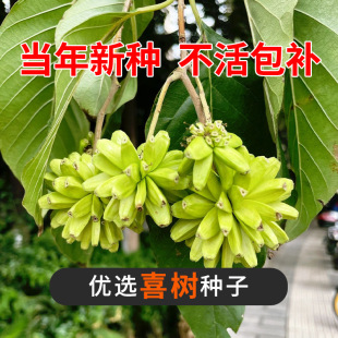 ���|ϲ��N�� �G����ľ ���|���� �����²�ϲ��N�� �lѿ�ʸ�