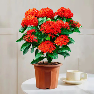 ���������Ԏ����ɵ���ˮ�������҃����̨ͥԺֲ���ļ��_������