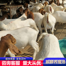 育肥波尔山羊羊羔 一岁的波尔山羊公羊价格 黑山羊养殖场