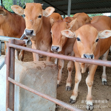 夏洛莱牛 鲁西黄牛 广东哪里有养牛场 哪里批发小牛犊便宜